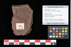 Foto (Objekt + Etikett) von Glyptostrobus europaeus Brongniart (NHMW-GEO-2024-0188-0175)